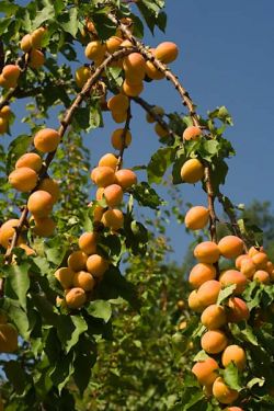 fruit grove of Bose, July 2006