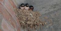 Leggi tutto: Slideshow in home page Civitella
