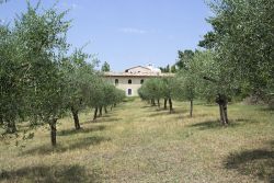 Filare di olivi con S. Masseo sullo sfondo