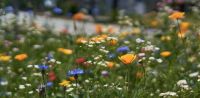 Leggi tutto: Solitudine e comunione
