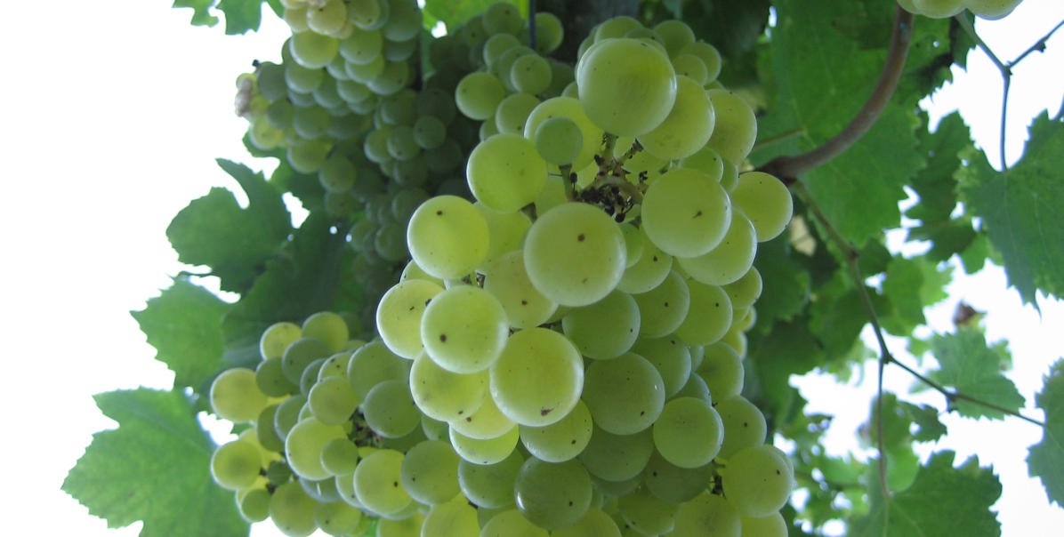 2grappolo1200